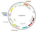 LV-Synapsin-RFP vector map