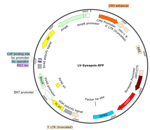 LV-Synapsin-RFP vector map