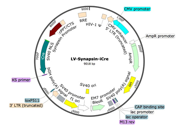 LV-Synapsin-iCre vector map