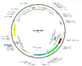 LV-TRE-GFP vector map