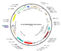 LV-U6-shRNA(SCRM)-CAG-mCherry vector map