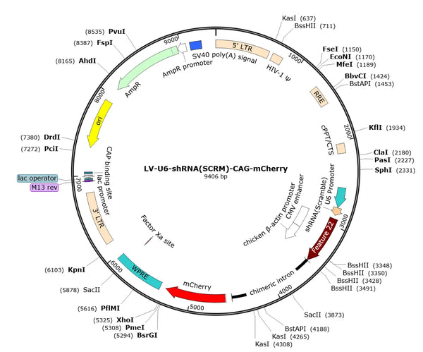 LV-U6-shRNA(SCRM)-CAG-mCherry vector map