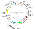LV-U6-shRNA(SCRM)-GFP vector map