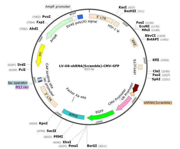 LV-U6-shRNA(SCRM)-GFP vector map