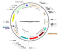 LV-U6-shRNA(SCRM)-mCherry vector map