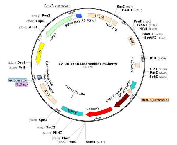 LV-U6-shRNA(SCRM)-mCherry vector map