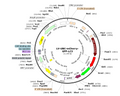 LV-UBC-mCherry-GFP-LC3 vector map