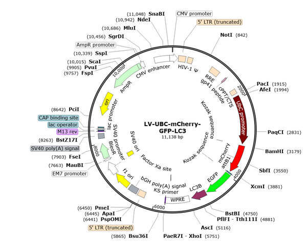LV-UBC-mCherry-GFP-LC3 vector map