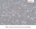 Mouse Oral Carcinoma Cell Line (MTCQ1) – Figure 1 of 1