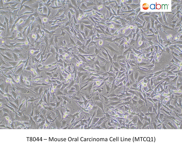 Mouse Oral Carcinoma Cell Line (MTCQ1) – Figure 1 of 1