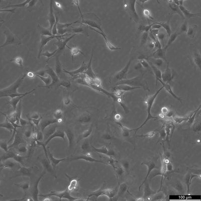 LX-2 Cells