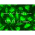 GFP-Expressing Monkey Primary Lymphatic Endothelial Cells product image