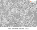 WT-APP695 Stable N2a Cell Line – Figure 1 of 1