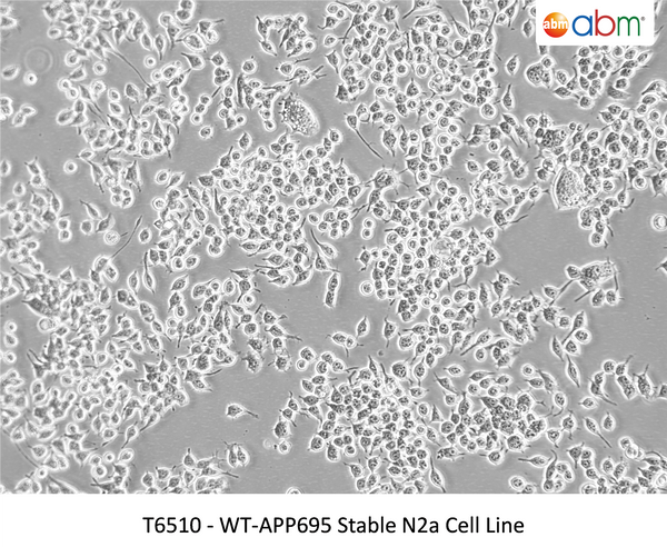 WT-APP695 Stable N2a Cell Line – Figure 1 of 1