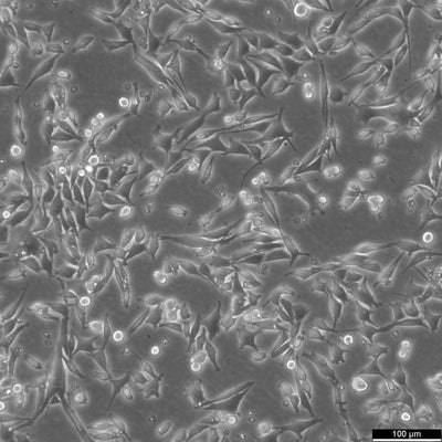 L Wnt-3A cell