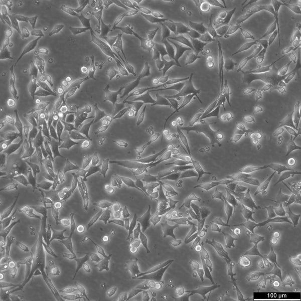 L Wnt-3A cell