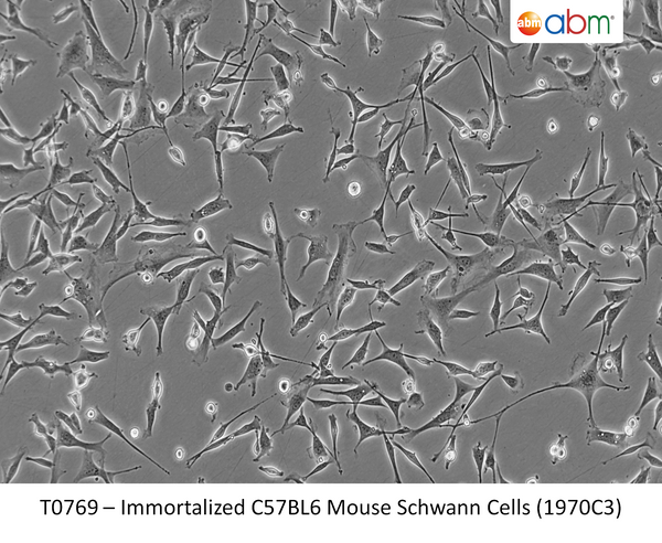 Immortalized C57BL6 Mouse Schwann Cells (1970C3) | Applied Biological Materials (abm)