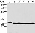 PRDX4 Polyclonal Antibody – Figure 1 of 2