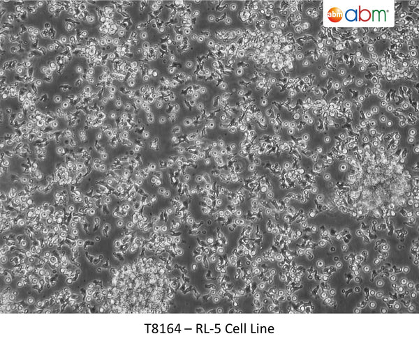 RL-5 Cell Line | Applied Biological Materials (abm)
