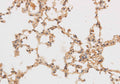 SF3A3 Polyclonal Antibody – Figure 1 of 2