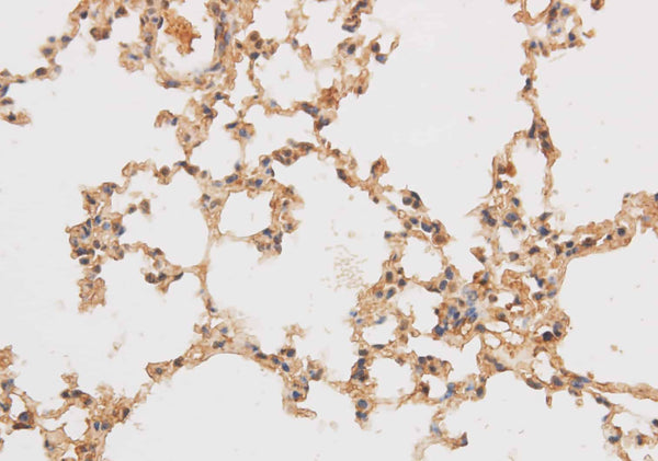 SF3A3 Polyclonal Antibody – Figure 1 of 2