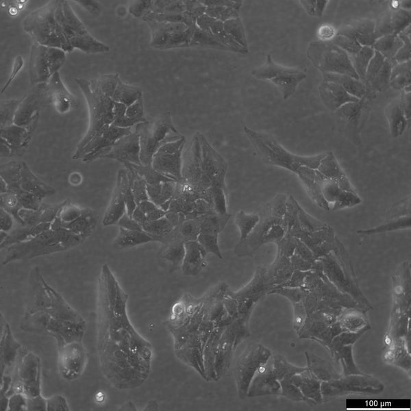 Li-7 cell