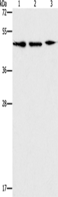 APOBEC3G Polyclonal Antibody – Figure 1 of 4