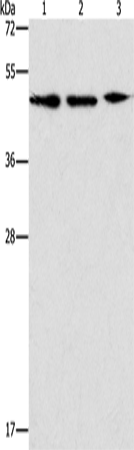 APOBEC3G Polyclonal Antibody – Figure 1 of 4