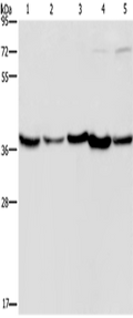 DNAJB4 Polyclonal Antibody – Figure 1 of 4