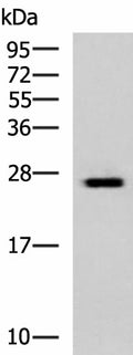 GINS3 Polyclonal Antibody – Figure 1 of 3