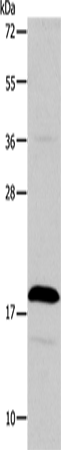 TSLP Polyclonal Antibody – Figure 1 of 2