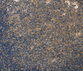 DUSP26 Polyclonal Antibody – Figure 1 of 3