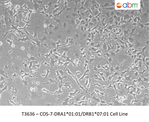 Human MS4A1 CRISPR Knockout Jurkat Cell Line -  T2 AE202 | Applied Biological Materials (abm)