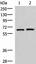 GPKOW Polyclonal Antibody – Figure 1 of 3