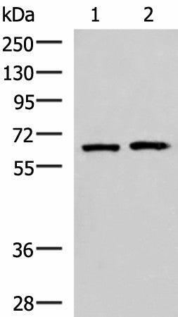 GPKOW Polyclonal Antibody – Figure 1 of 3