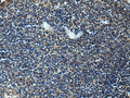 ERLIN1 Polyclonal Antibody – Figure 1 of 3