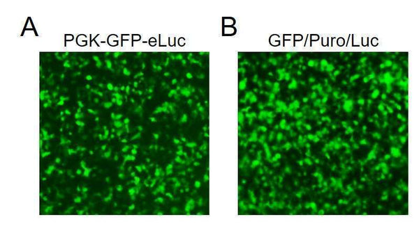 Fluorescence and Luciferase Dual Reporter Lentivirus – Figure 1 of 6