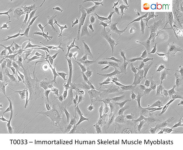 Immortalized Human Skeletal Muscle Myoblasts | Applied Biological Materials (abm)
