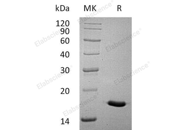 Recombinant Human Interleukin-17A/IL-17A Protein – Figure 1 of 2