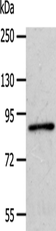 APPL1 Polyclonal Antibody – Figure 1 of 4