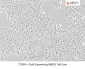 Cas9 Expressing MDCK Cell Line | Applied Biological Materials (abm)