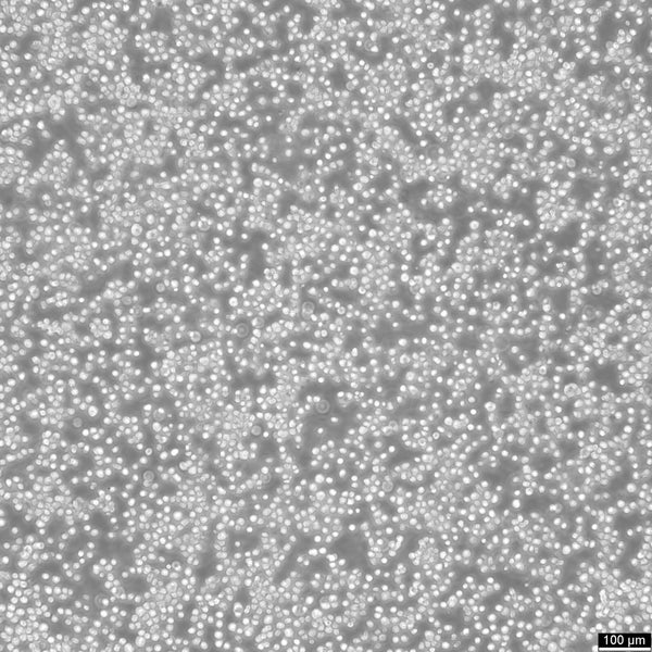 M-07e cell