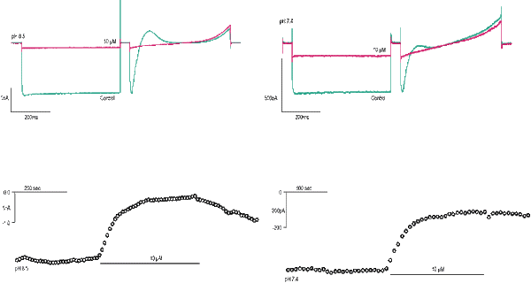 ML133 hydrochloride – Figure 1 of 2