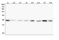 Anti-HMGB1 Antibody Picoband® (monoclonal, 5H3)