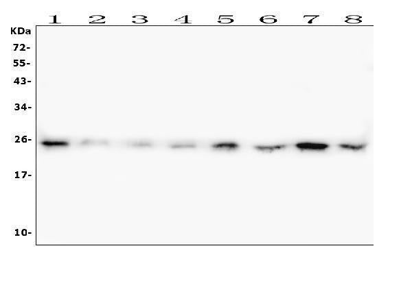 Anti-HMGB1 Antibody Picoband® (monoclonal, 5H3)