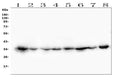 Anti-CDK1 Antibody Picoband® (monoclonal, 2G11)