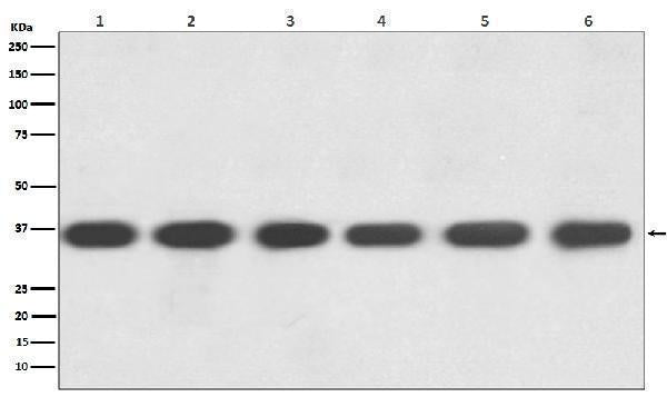 Anti-GAPDH Rabbit Monoclonal Antibody