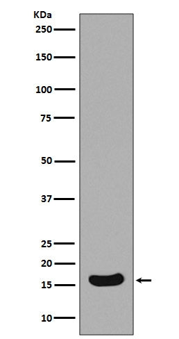 Anti-Survivin Birc5 Rabbit Monoclonal Antibody