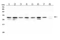 Anti-COMT Antibody Picoband® (monoclonal, 15C10)