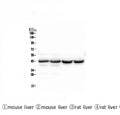 Anti-PON1 Antibody Picoband® (monoclonal, 9D3)